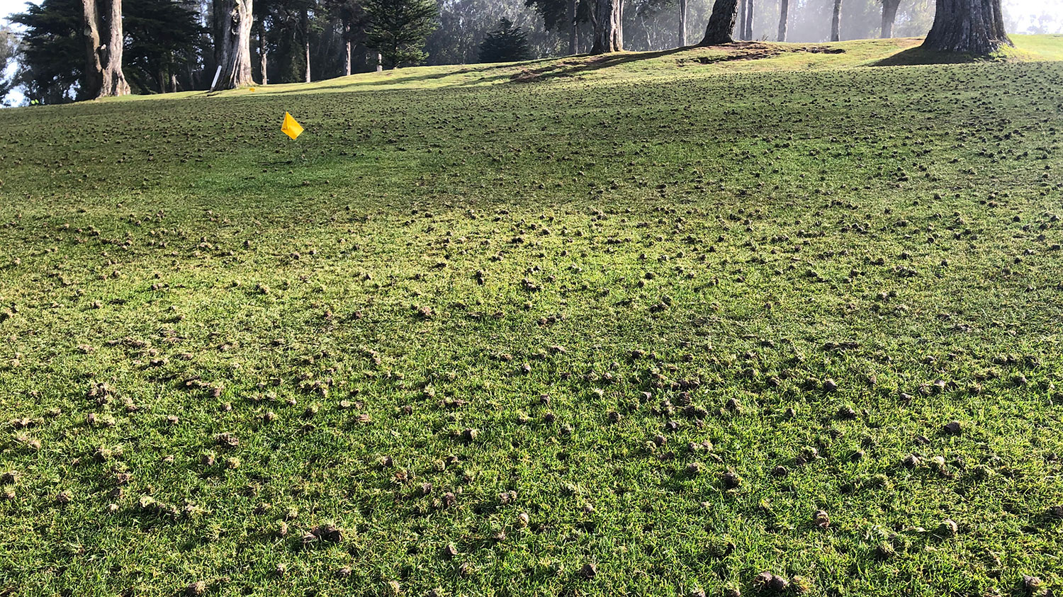 Lawn Aeration Services