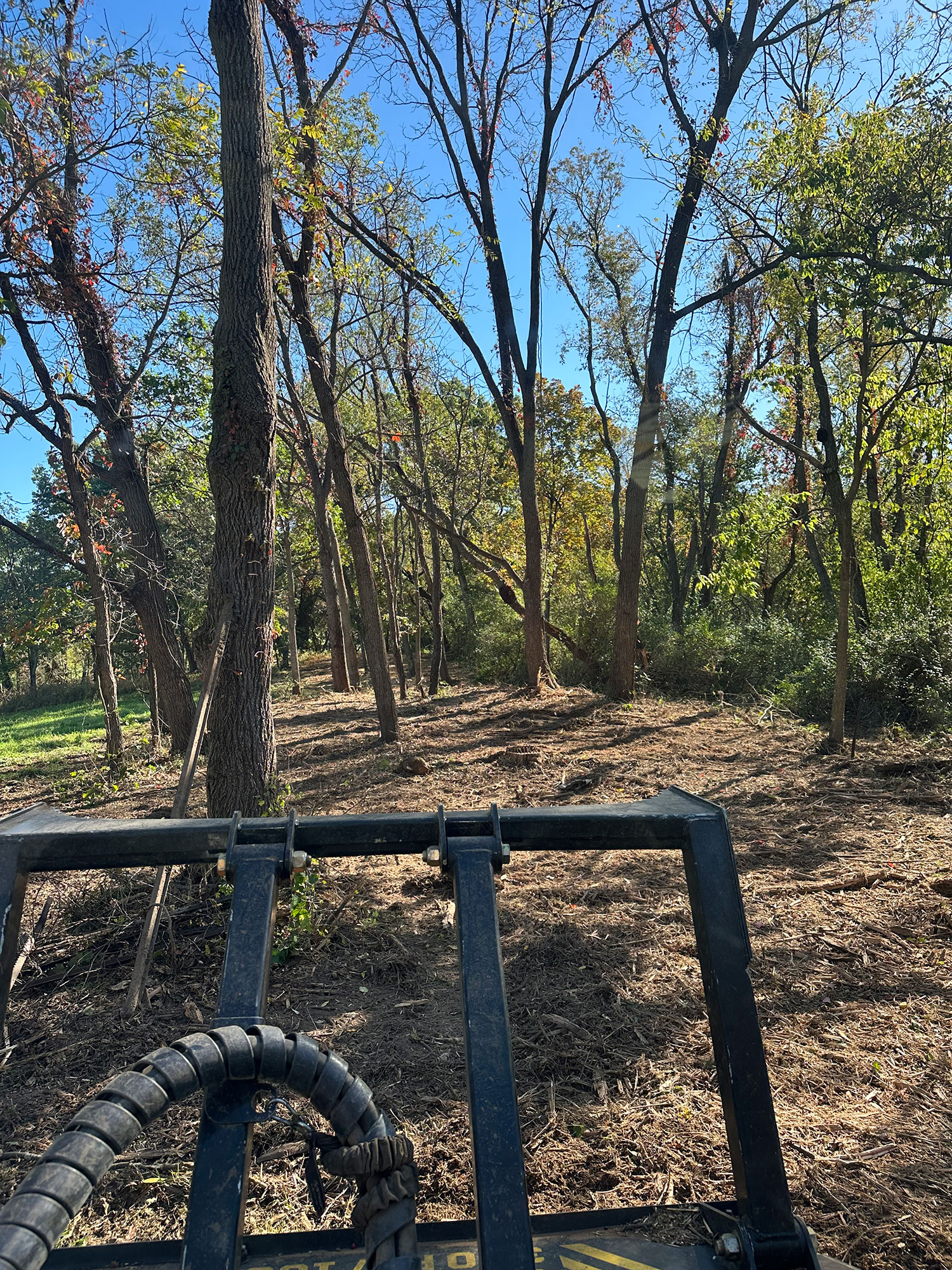 Clearing Woods